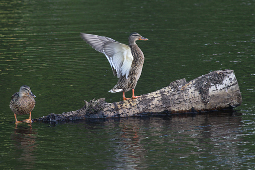 Duck on a log