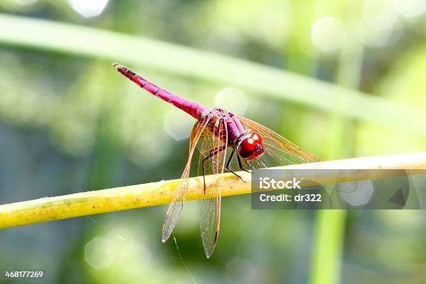 Red Dragonfly W Omanie - zdjęcia stockowe i więcej obrazów Błyszczący - Błyszczący, Czerwony, Dzikie zwierzęta