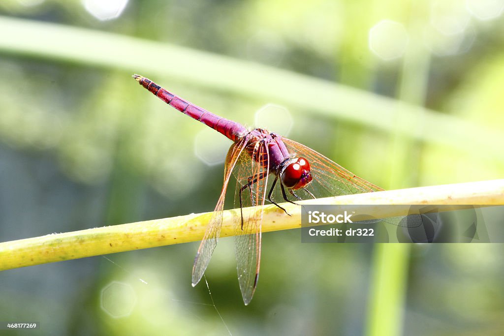 Vermelho Libélula Em Omã - Royalty-free Animal Foto de stock