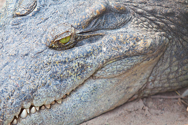 istock Closeup eye of a saltwater crocodile 468177399