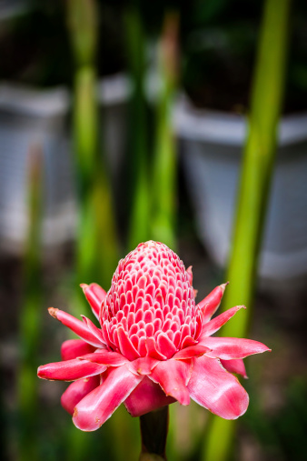 Torch ginger in Chiang Rai, Thailand.