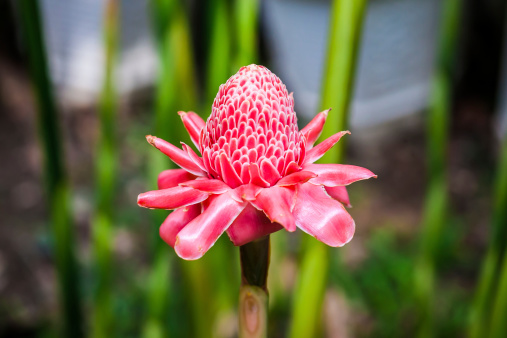 Torch ginger in Chiang Rai, Thailand.