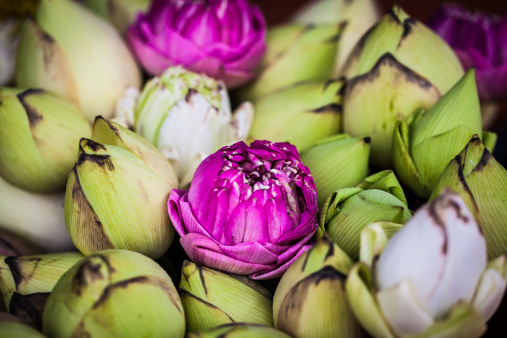 Buds of Lotus flower in Chiang Rai, Thailand.