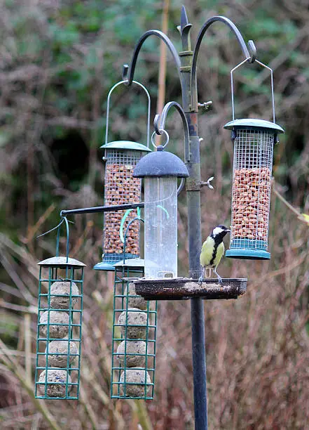 Photo showing some metal bird feeders that are pictured in the springtime, with trees and shrubs in the background.  These feeders are filled with finch seeds and peanuts, and are hanging on a metal stand in the back garden, where they attract a wealth of small wild birds.