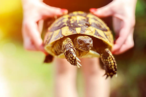 istock turtle in woman hands 468180628
