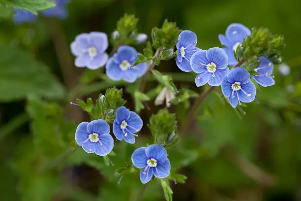 blue small flower (Veronica chamaedrys)  on meadow