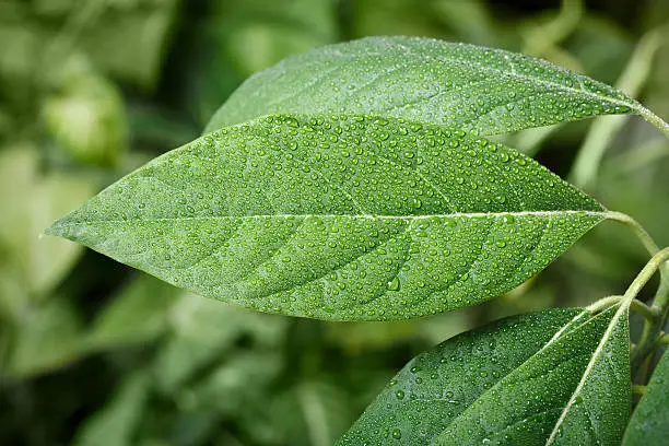 Macro of avocado (Persea gratissima) leaf covered by water drops