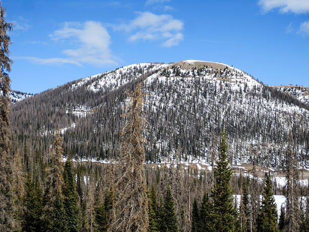 istock Beetle kill pine forest on a round hilltop in Colorado 468183998