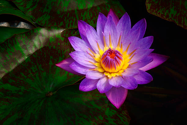 istock purple lotus 468184057