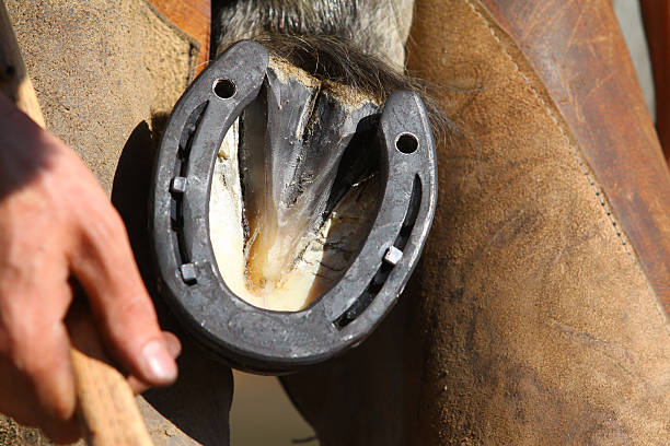 istock farrier with horse hoof 468184466