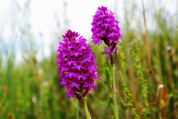 Purple beauty orchid flowers, pyramidal orchids