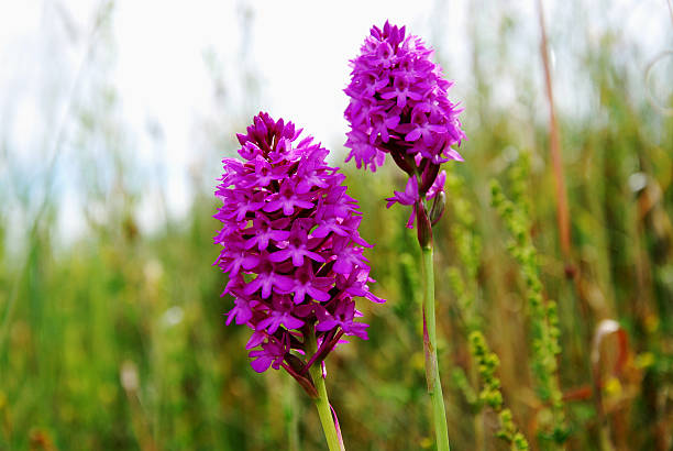 beleza flores roxas - rare flower orchid beautiful - fotografias e filmes do acervo