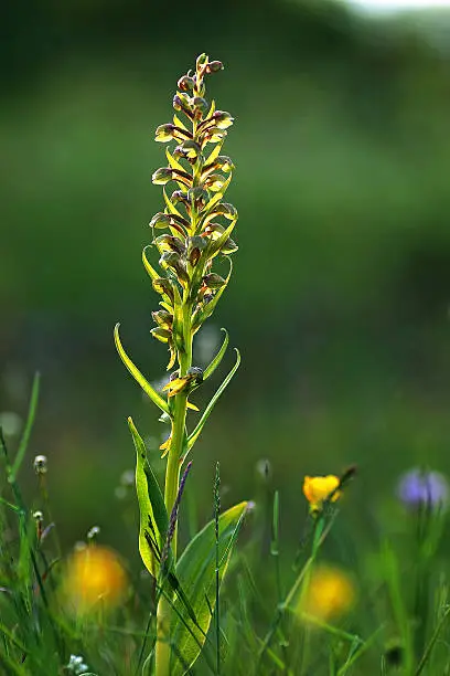 Spotlight on summerflower Frog Orchid at green background