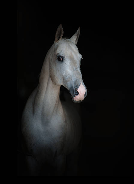 istock white purebred horse on black 468187752