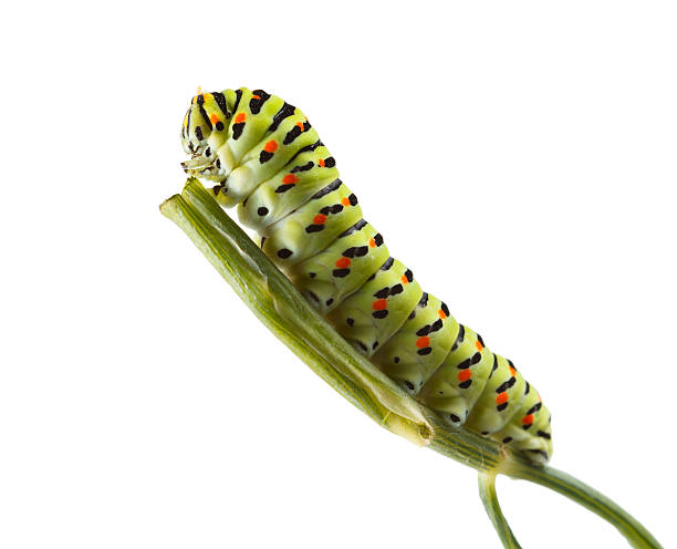 istock Macro of vermin caterpillar on green twig 468187776