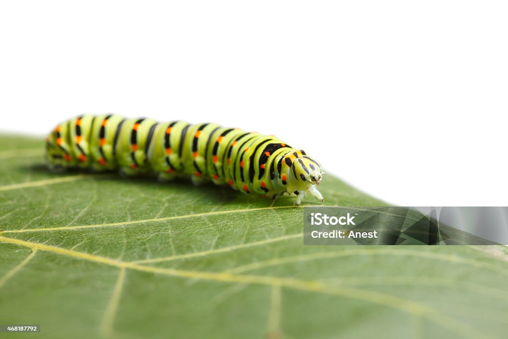 Caterpillar on leaf Side low angle view of vermin caterpillar on leaf isolated on white White Color Stock Photo