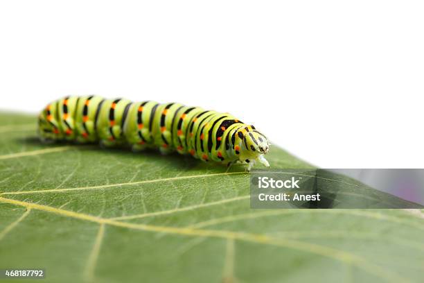 Caterpillar On Leaf Stock Photo - Download Image Now - White Color, Caterpillar, Cut Out