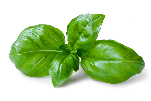 Green basil leaves isolated on a white background