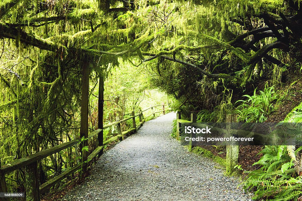 Path Through Humboldt Redwoods State Park Path through Humboldt Redwoods State Park, California, USA. Redwood Forest Stock Photo