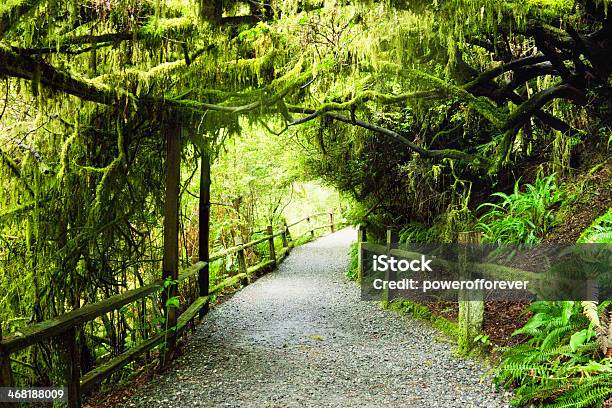 Path Through Humboldt Redwoods State Park Stock Photo - Download Image Now - Redwood Forest, Sunny, Beauty