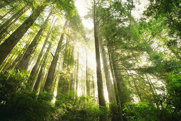 istock Morning in Sequoia National Park 468188017