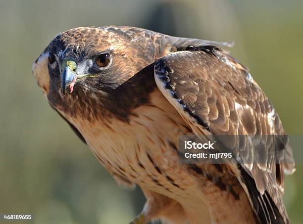 Foto de Bútiodecaudavermelha e mais fotos de stock de Animal - Animal, Ave de rapina, Bútio-de-Cauda-Vermelha