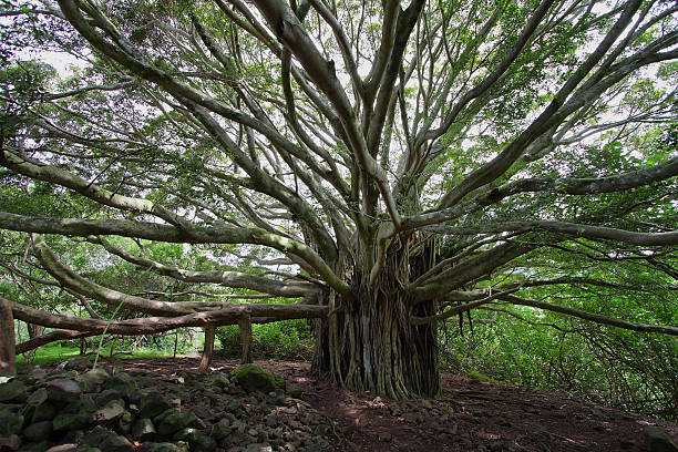 istock Big Banyan tree in Waimoku falls trail 468189913