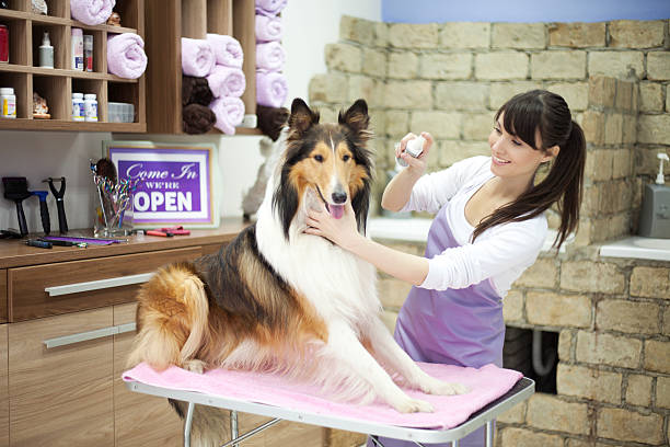 istock Groomer with a dog 468191116