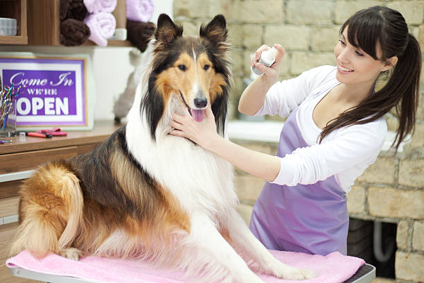 istock Groomer with a dog 468191118