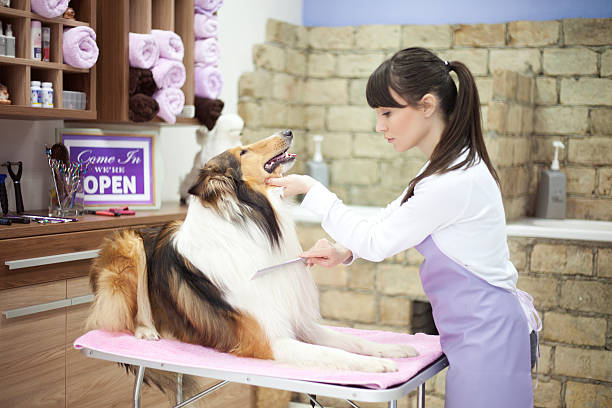 Groomer with a dog Groomer working on dog in pet grooming salon. She trimming Collie dog dog grooming stock pictures, royalty-free photos & images