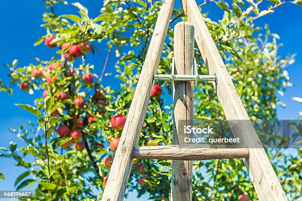 Jabłka Na Orchard - zdjęcia stockowe i więcej obrazów Bez ludzi - Bez ludzi, Dojrzały, Dom - Budowla mieszkaniowa