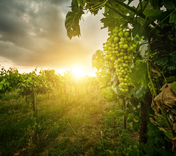 Grapes Harvesting and Picking Up
