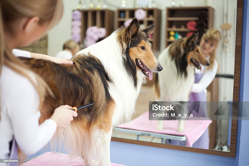 Groomer with a dog Groomer working on dog in pet grooming salon. She trimming Collie dog.Their reflection is in the mirror Dog Stock Photo