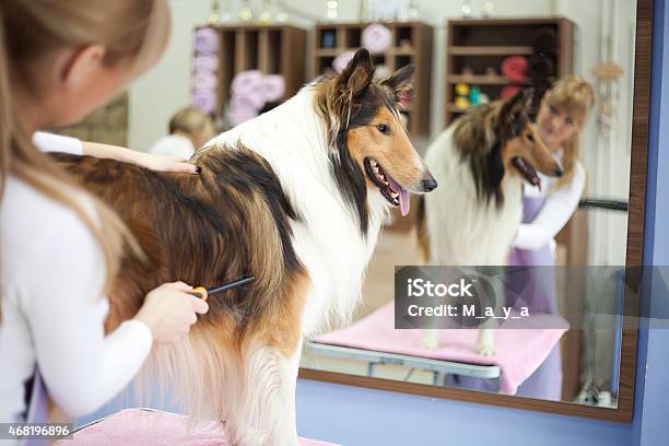 Groomer With A Dog Stock Photo - Download Image Now - Dog, Hair Salon, Mirror - Object