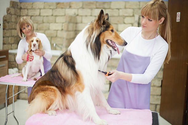 istock Groomers working at grooming salon 468196900