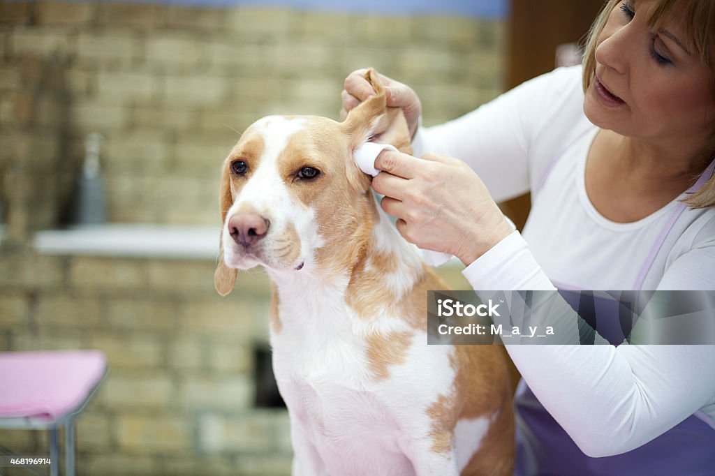 Groomer with a dog Groomer cleaning the ear of a dog Dog Stock Photo