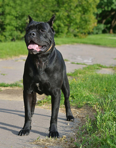 istock Big dog waiting an order 468197142
