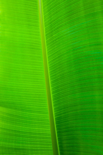 istock green banana leaves 468199208