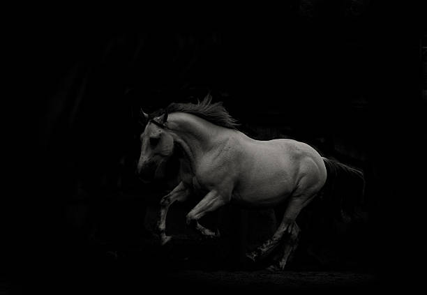 istock white horse run in dark 468199326