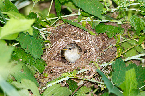 Phylloscopus trochilus. The nest of the Willow Warbler in nature.