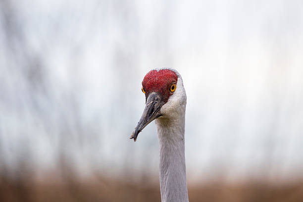 istock Sandhill Crane portrait 468199922