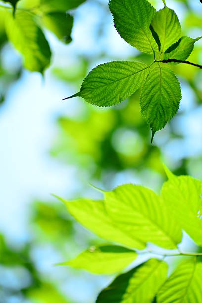 istock Verdant leaves grow in spring season 468200474