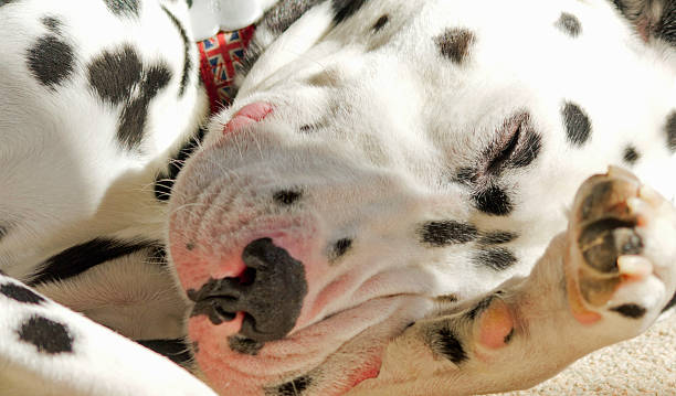 istock Adult Dalmatian dog lying down. 468203064