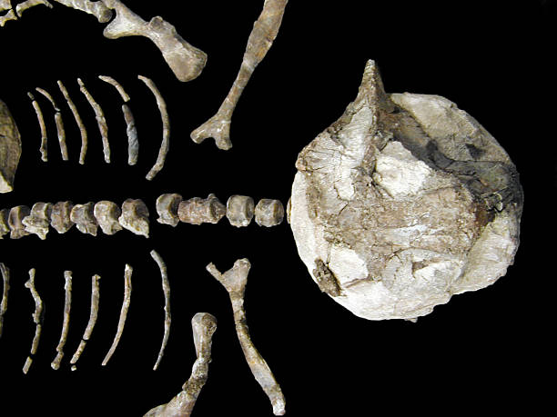 istock Bleached animal bones on black background.  Close-up.  Copy space. 468205442