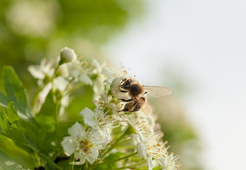 Macro of honeybee (Apis mellifera) on maythorn tree flowers in spring