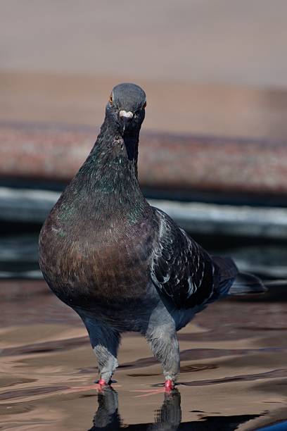 istock Pigeon walking in city fountain 468208308