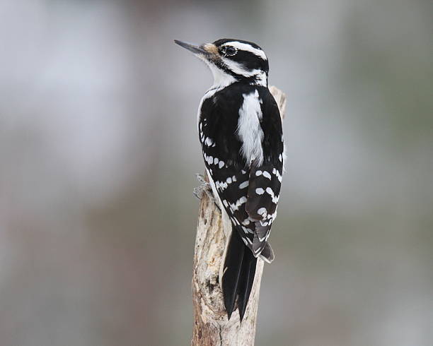 istock Female Hairy Woodpecker 468208444