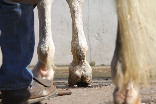 istock farrier with horse - legs view 468208842