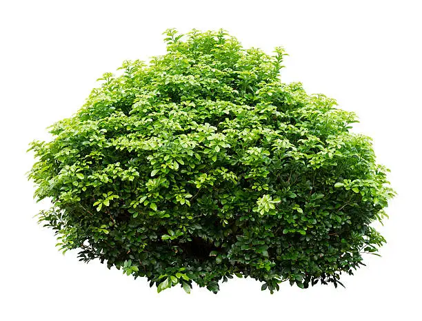 Photo of Close-up of a lush bush with no surroundings
