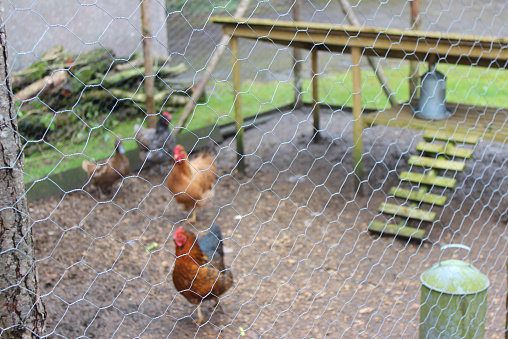 Photo showing some free range chickens that can be seen living in an outdoor run / pen, with sheltered areas.  Poultry housing should have plenty of outdoor space where the chickens can live happily and peck the ground, with a waterproof area where the food can be easily accessed.
